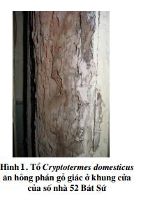 Mối gỗ khô (Cryptotermes domesticus) phá hỏng phần gỗ khung cửa nhà